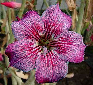 (image for) Adenium Obesum 'Muang Jumpa' 5 Seeds - Click Image to Close